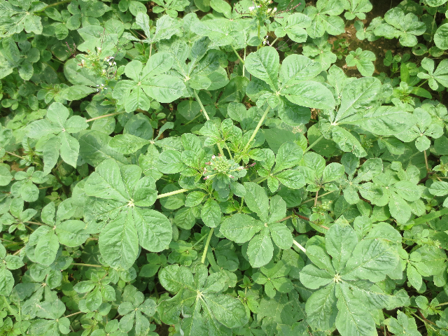 预售-安陆白花菜-五斤装包邮