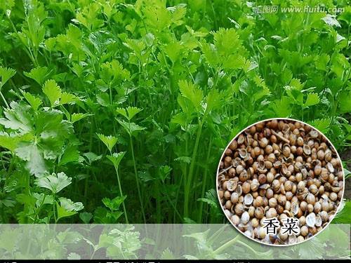 香菜种子