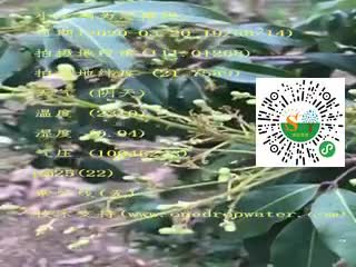 tmp_eb816f77d67c239c479248e119b8910c.mp4