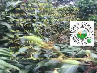 tmp_692fe2a420ed8adcbc25e7f33b58dc5e.mp4