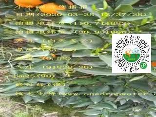 tmp_aea799b37cf94664288ca26d20099b3d74578655b144f672.mp4