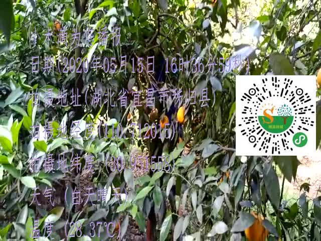 tmp_cbb7e3fc2ad2bb8dd4f2afffe54d8db70010812e3a0752b9.mp4