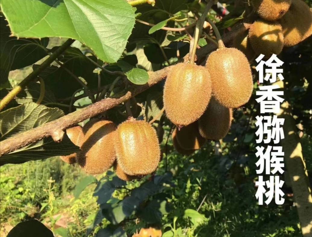 徐香猕猴桃大果-五斤装-包邮