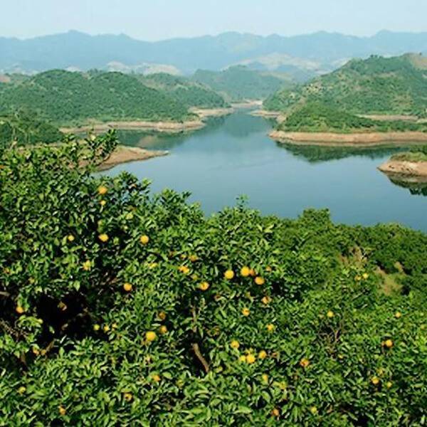 邻水脐橙树-11