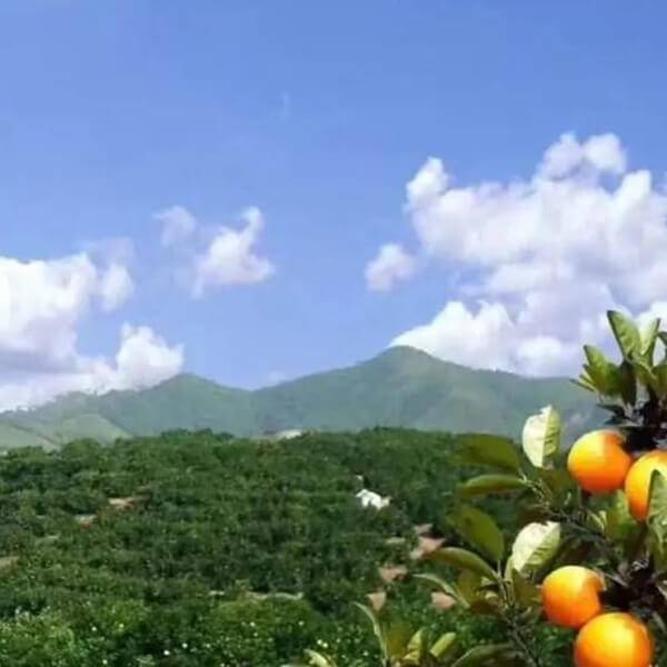 出租崀山脐橙-279
