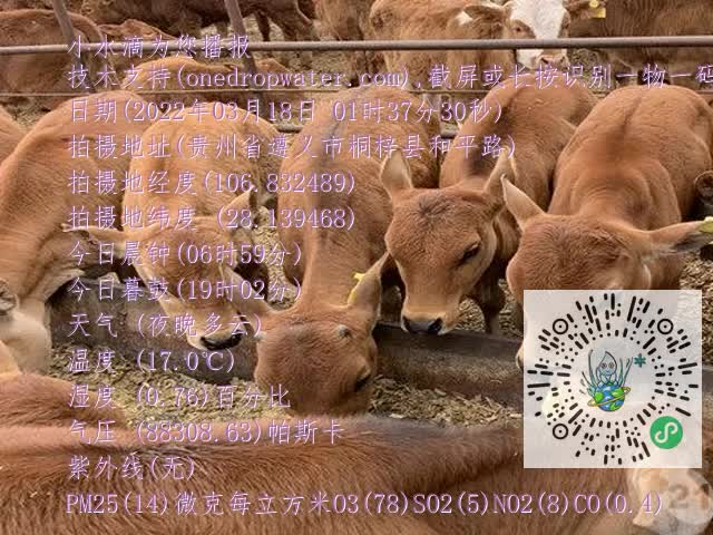 0.mp4