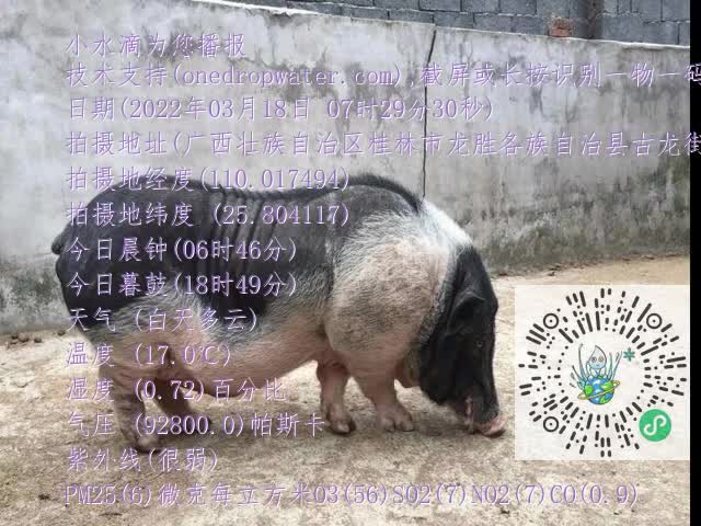 0.mp4