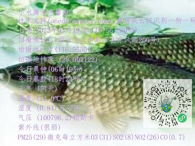 0.mp4