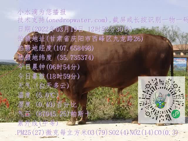 0.mp4