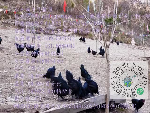 0.mp4