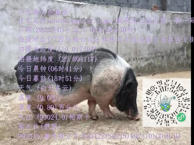 0.mp4