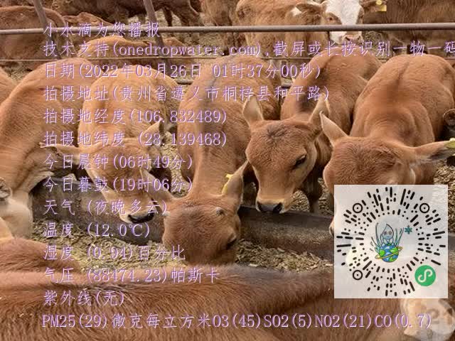 0.mp4