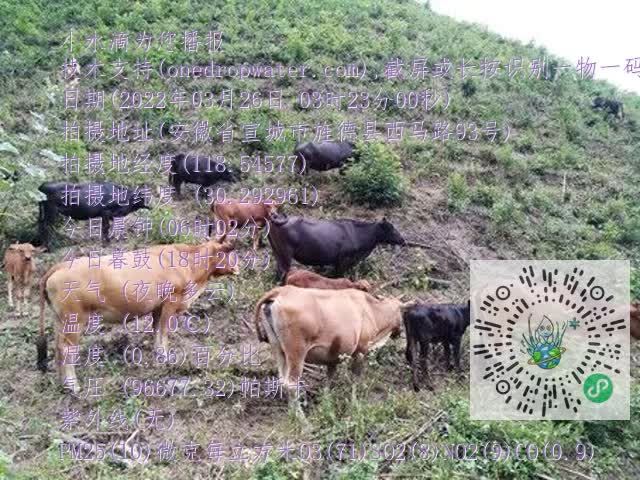 0.mp4