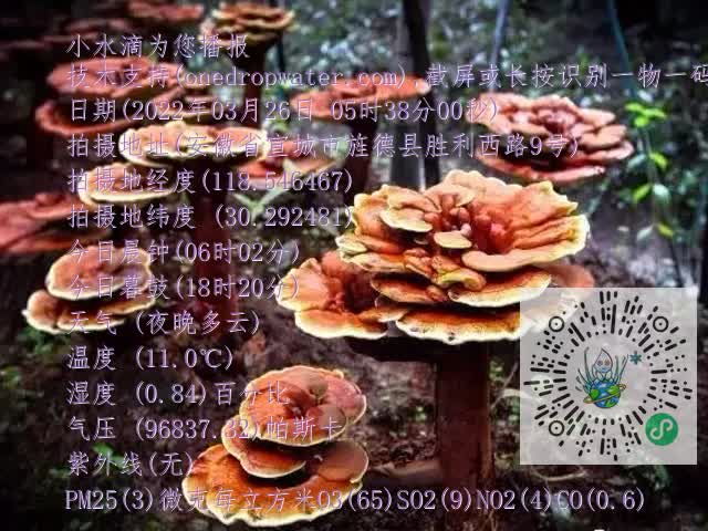 0.mp4