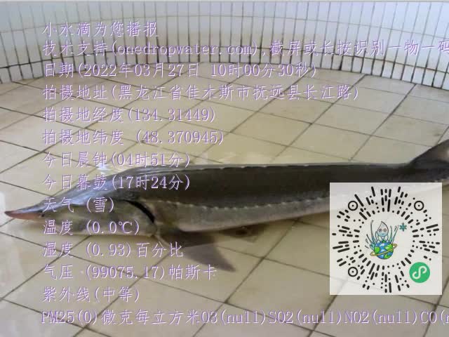 0.mp4