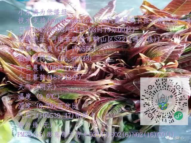 0.mp4