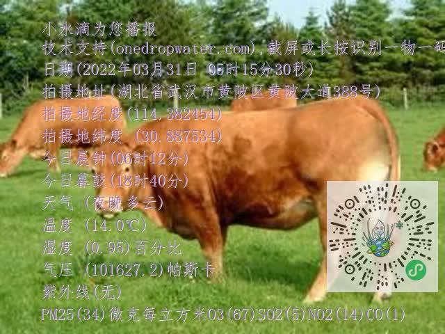 0.mp4