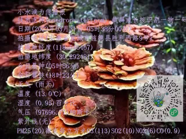 0.mp4
