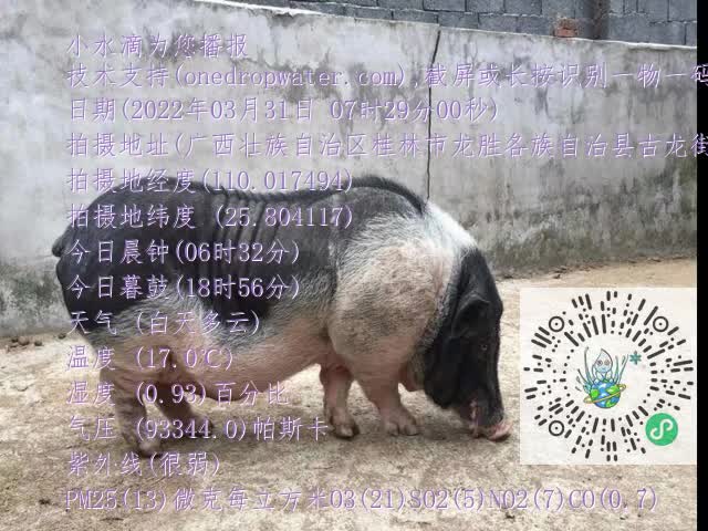 0.mp4