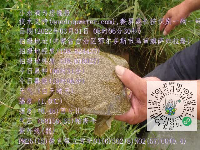 0.mp4