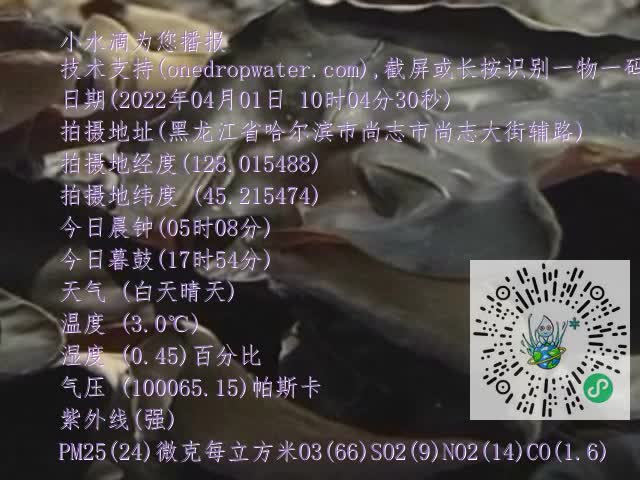 0.mp4