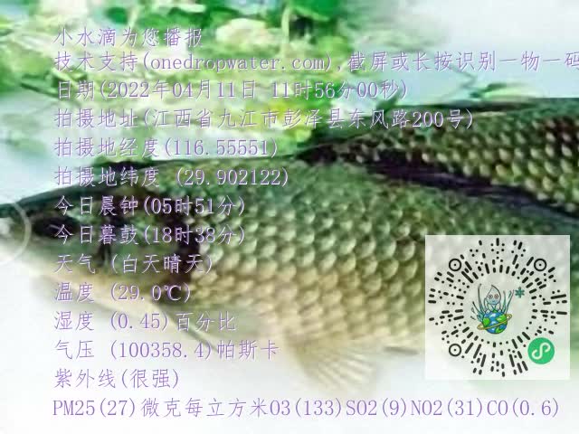 0.mp4