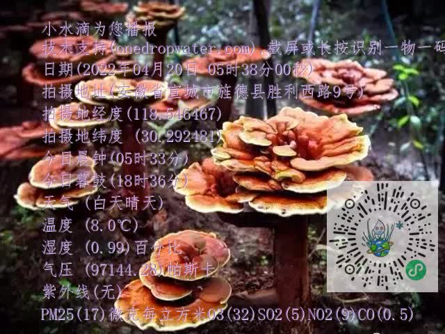 0.mp4
