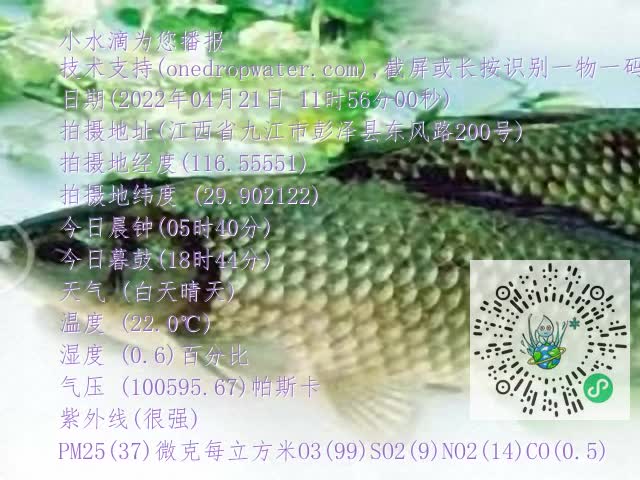 0.mp4