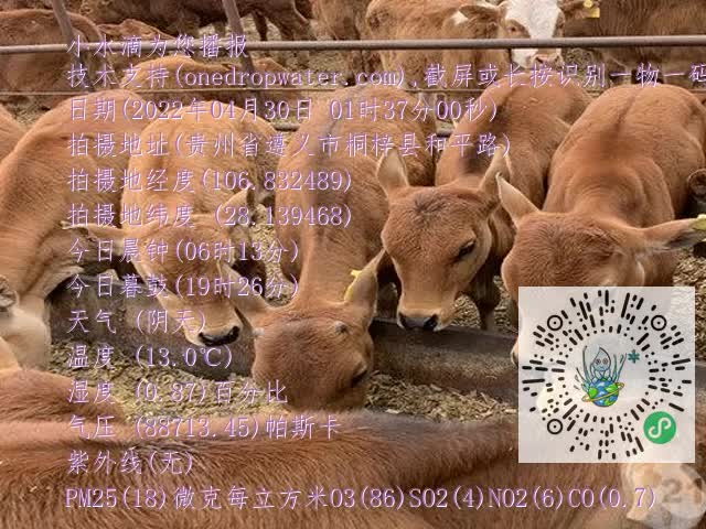 0.mp4