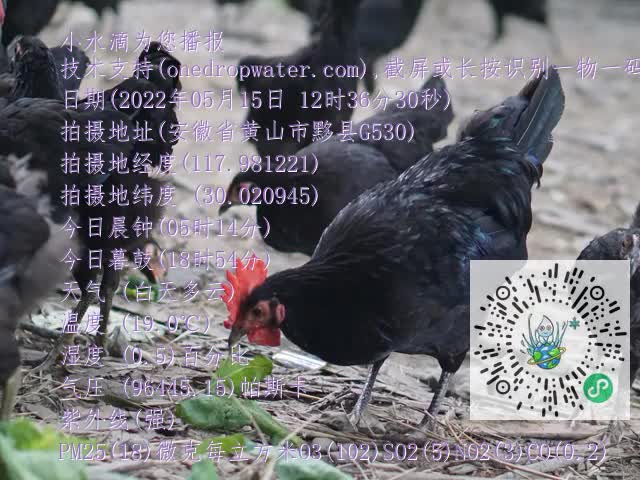 0.mp4