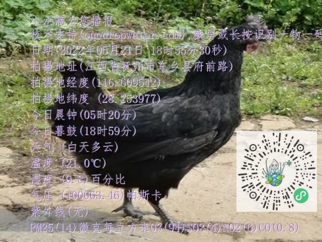 0.mp4