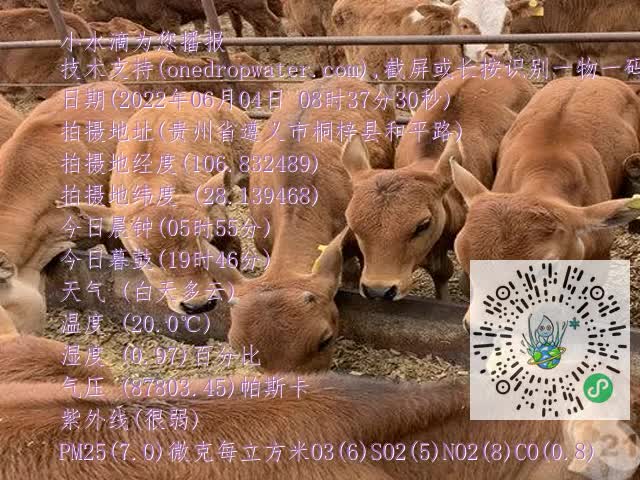 0.mp4
