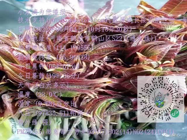 0.mp4