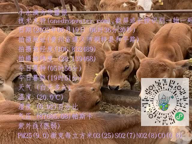 0.mp4
