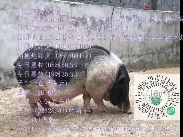 0.mp4