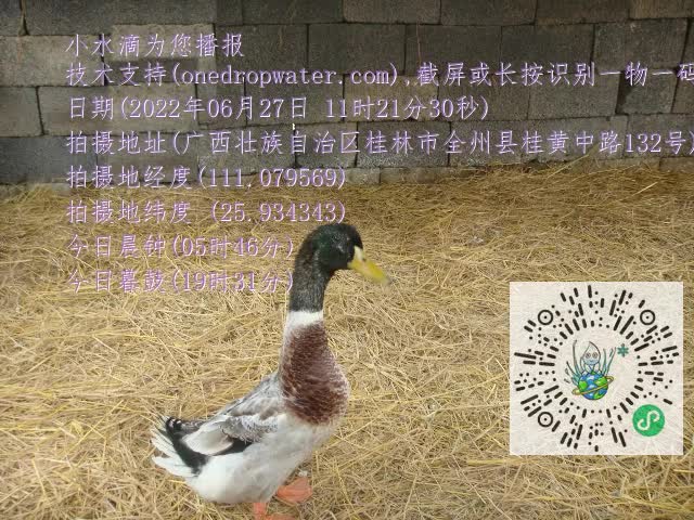 0.mp4