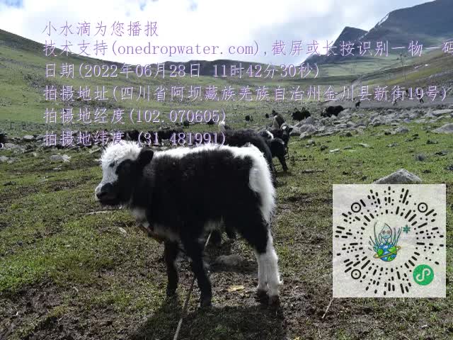 0.mp4