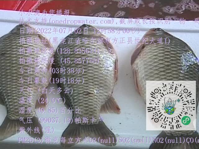 0.mp4