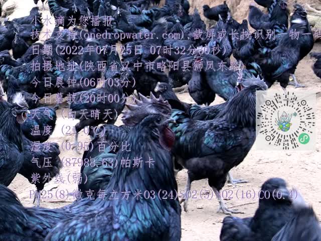 0.mp4