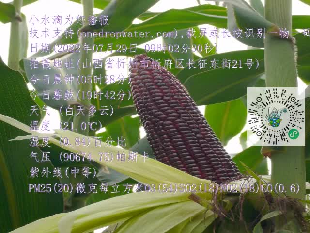 0.mp4