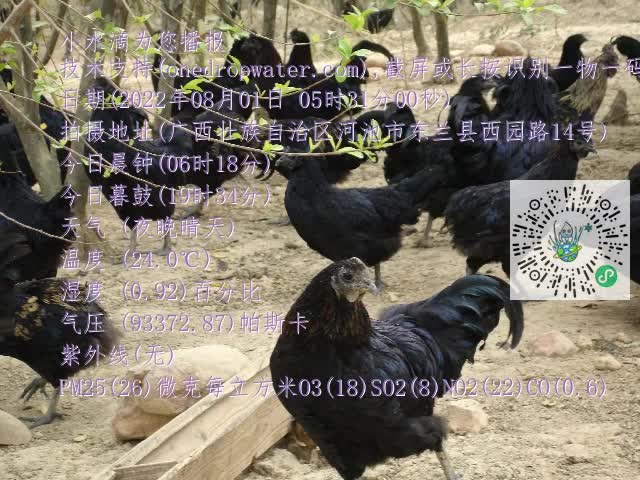 0.mp4