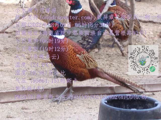 0.mp4