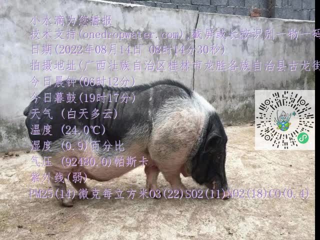 0.mp4