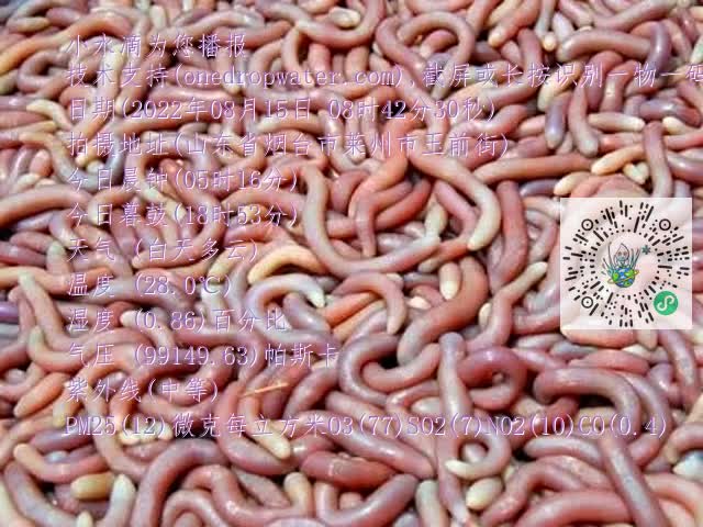 0.mp4