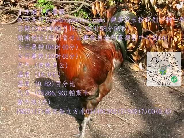 0.mp4