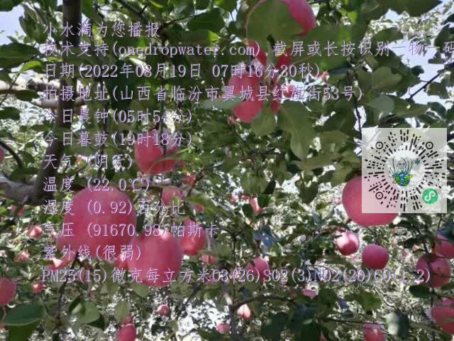 0.mp4