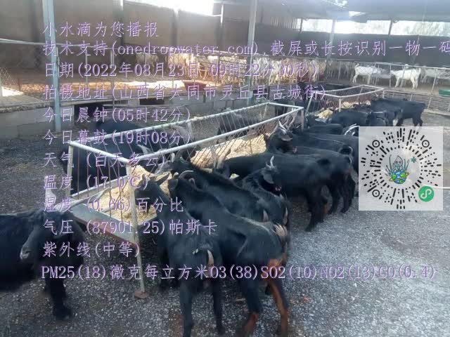 0.mp4