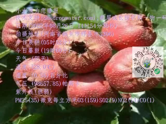 0.mp4