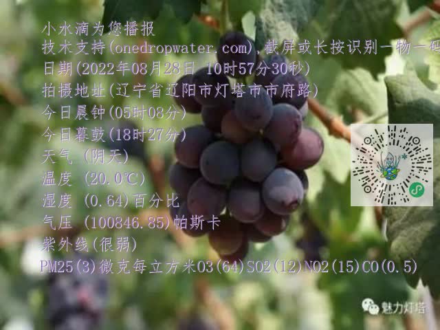 0.mp4