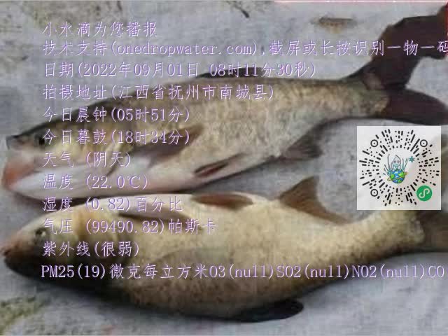 0.mp4